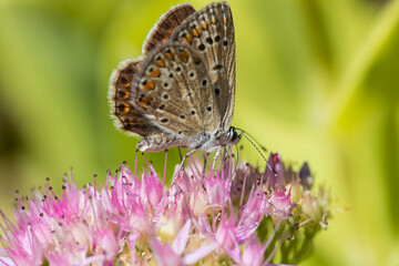Fototapeta na wymiar Butterfly on a delicate pink flower. Blurred background 