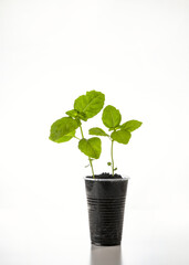 Young seedlings of basil isolated on a white background. Ecological home growing of basil seedlings in winter and early spring. Reuse of disposable plastic tableware