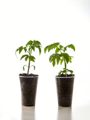 Young seedlings of tomato isolated on a white background. Ecological home growing of tomato seedlings in winter and early spring