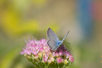 Butterfly on a delicate pink flower. Blurred background 