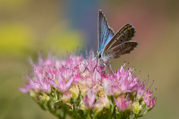 Butterfly on a delicate pink flower. Blurred background 