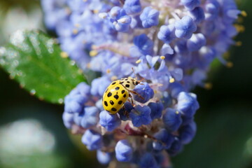 coccinelle jaune à points noirs
