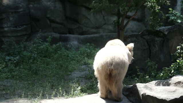 Polar bear walks in the zoo in an aviary. Wild beasts