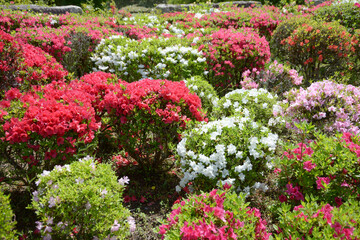 ツツジの花　花模様