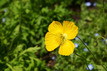 黄色いヒナゲシの花