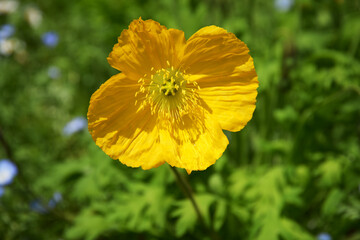 黄色いヒナゲシの花