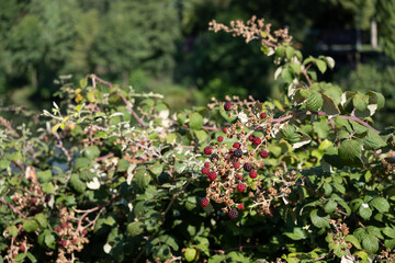 Blackberries on the bush. Fresh organic Black raspberry (Rubus occidentalis)