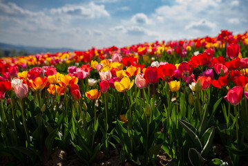 Tulip field with different colour tulips. Sunny weather in spring.