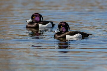 Two black and white tufted duck males with purple head and bright yellow eyes swimming in blue water on a sunny spring day.