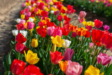 Field of many blooming pink, white, yellow and red tulips showing green stems. Close up and looking towards blue sky.