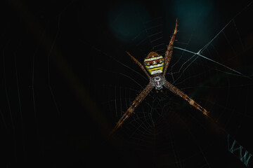 the argiope aetherea spider