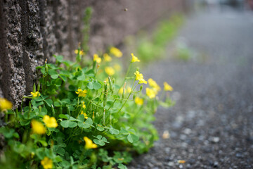 カタバミ・クローバー・アップ・マクロ