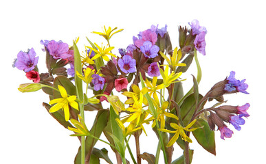 Wild spring forest flowers Lungwort and Yellow star of Bethlehem isolated on white background....