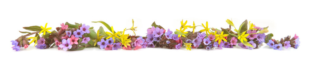 Wild spring forest flowers Lungwort and Yellow star of Bethlehem isolated on white background. Border of small wildflowers Pulmonaria obscura and Gagea pratensis.