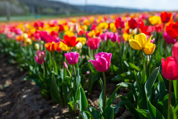 Field of many blooming pink, white, yellow and red tulips showing green stems. Close up and looking towards blue sky.