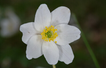 Single flower of windflower closeup