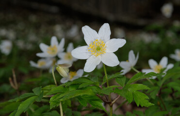 Fototapeta na wymiar Single flower of Windflower(Anemone nemorosa) closeup