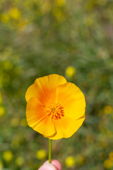 Obraz premium Detail of the orange flowers in the village of Vilaflor in the Teide Natural Park of Tenerife, Canary Islands