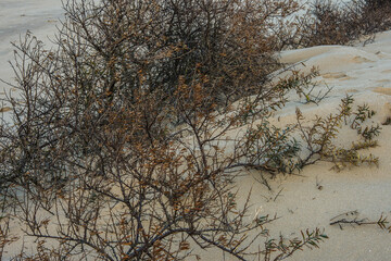 Fototapeta na wymiar new dune formation at the sandy Northsea beach near Ouddorp on the island of Goeree Overflakke