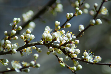 spring blosom on branch