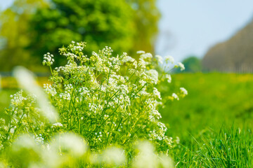 White wild flowers in green grass along road and trees in sunlight under a blue sky in spring,...