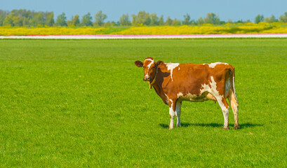 Cows in a green meadow in sunlight under a blue sky in springtime, Almere, Flevoland, The Netherlands, April 24, 2022
