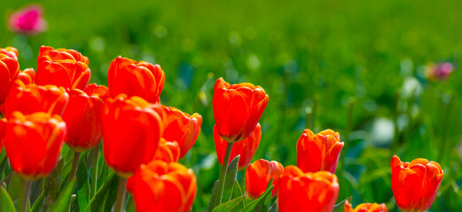 Obraz premium Colorful flowers in an agricultural field in sunlight in springtime, Almere, Flevoland, The Netherlands, April 24, 2022