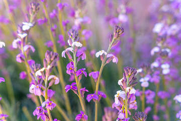Mountain flowers at the top in the Roques de Gracia and the Roque Cinchado in the Teide natural of Tenerife, Canary Islands