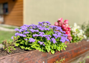 Landscape concept. Blossom colorful seasonal flowers.