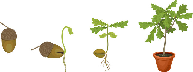 Life cycle of oak tree. Growth stages from acorn and sprout to young oak tree seedling with green leaves in flower pot isolated on white background