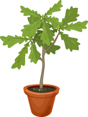 Young oak seedling with green leaves in flower pot isolated on white background