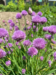 Landscape concept. Blossom colorful seasonal flowers.