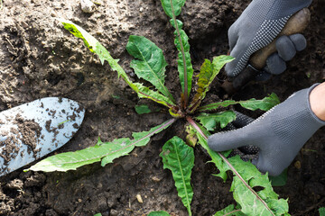 Worker dig weeds dandelions in vegetable beds, gardener keeps gardening tool in black soil...