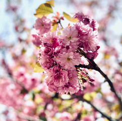 Landscape concept. Blossom colorful seasonal flowers.