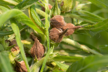 Ripe cannabis seeds for CBD oil and hemp seed oil extract