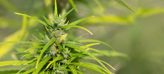 Green cannabis seeds for CBD oil and hemp seed oil extract