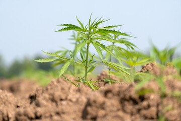 Young industrial hemp plant growing in farm for CBD oil and hemp seed oil extract