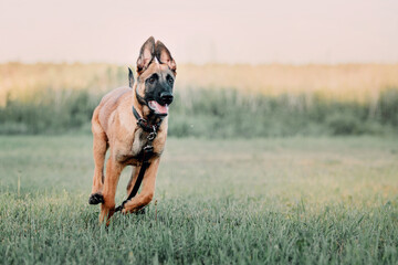 Working Belgian shepherd malinois dog running full speed. IGP dog.