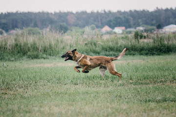 Obraz na płótnie Canvas Working Belgian shepherd malinois dog running full speed. IGP dog.