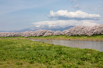 Cherry blossoms at Shiroishi River, Miyagi, Japan