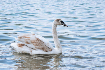 White swan swims on the water. Portrait of an animal. Wild nature.