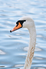 White swan swims on the water. Portrait of an animal. Wild nature.