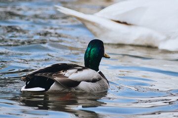 Ducks near the lake. Wild ducks swim in the lake. 
