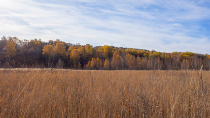 Thickets of reeds against the backdrop of a colorful autumn forest. Natural landscape.
