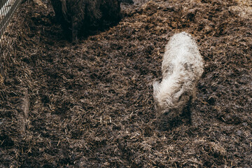 Wild baby boars walking on the straw in a pigsty of zoo. Farm life. Dirty pet. Small animal in enclosure. Pet. Hairy pig. Wet weather. Strong aviary fence. No people. Rural tourism. White. Copy space