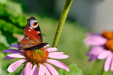A butterfly on a flower drinks nectar . Insect close - up .