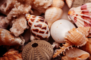 a lot of different empty sea shells, natural background, macro details