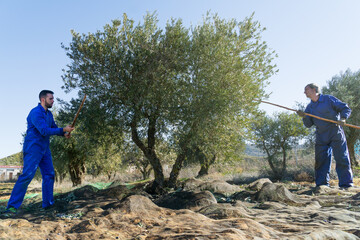 Father and son working in the fields harvesting olives in the traditional way.