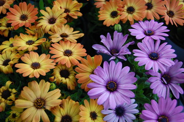 bouquet of flowers