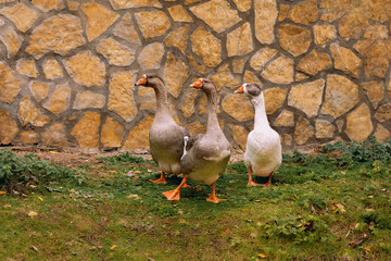 Three geese look in one direction.